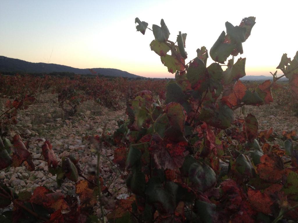 La Bodega Casa Rural Ξενοδοχείο Mogente Εξωτερικό φωτογραφία